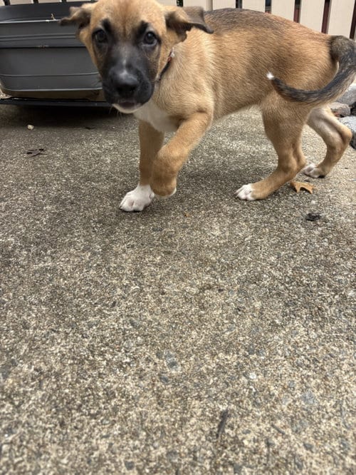 Photo of Heinrich, adoptable Boxer in Herndon, Virginia