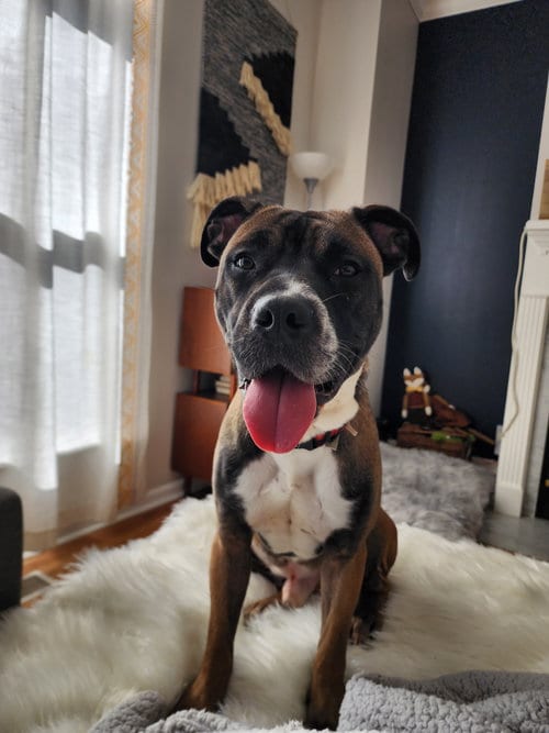 Photo of Kobe, adoptable Boxer in Holly Springs, North Carolina