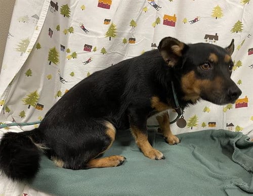 Photo of Grant, adoptable Cardigan Welsh Corgi in Modesto, California