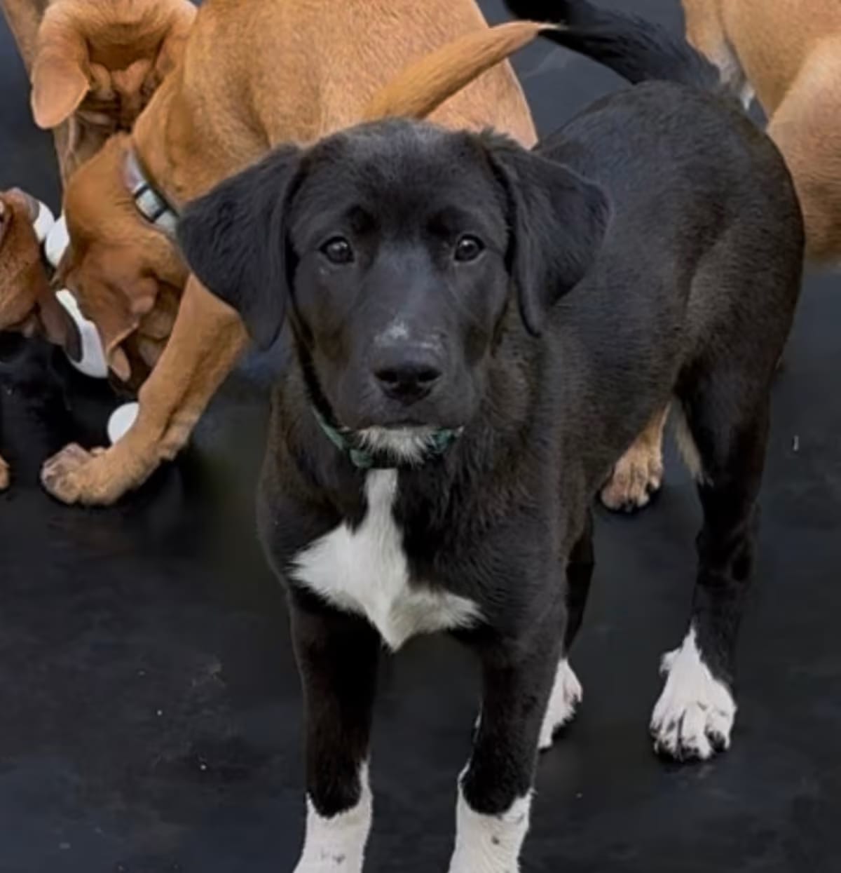 Photo of Darcy, adoptable Australian Shepherd/Cattle Dog in Ragland, Alabama