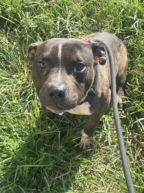 Photo of Hart, adoptable Pit Bull Terrier in Forestville, Maryland