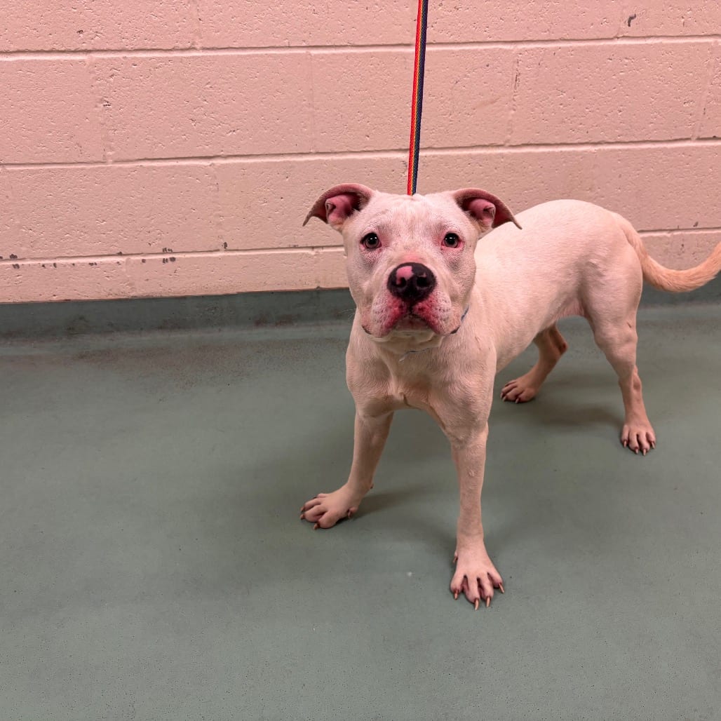Photo of Angela, adoptable dog