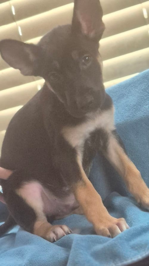 Photo of Cyclone, adoptable German Shepherd Dog in The Woodlands, Texas