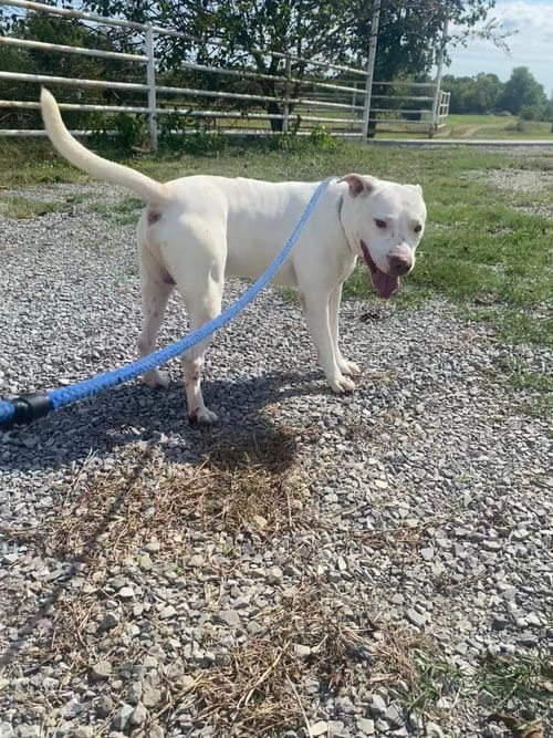 Photo of Stewie, adoptable Pit Bull Terrier in Pryor, Oklahoma