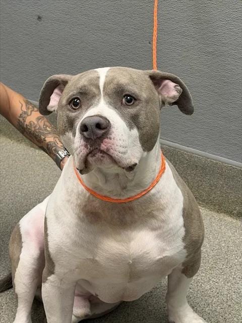 Photo of Butcher, adoptable Pit Bull Terrier in Las Vegas, Nevada