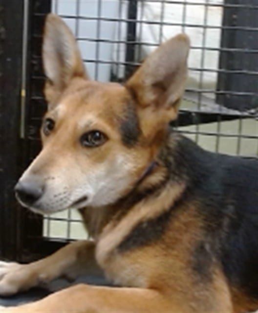 Photo of Senior Shepherd mix, adoptable Shepherd mix in Devore, California