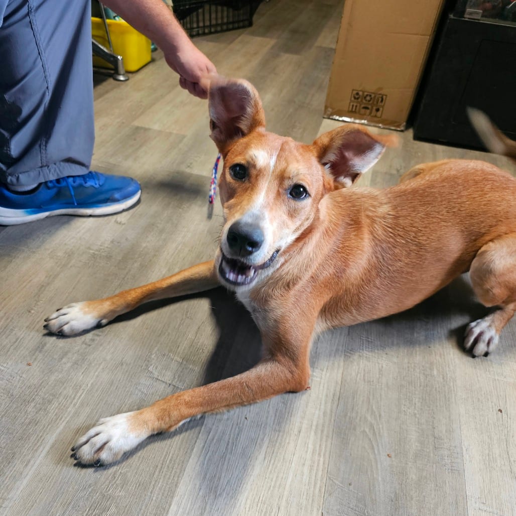 Photo of Sabrina, adoptable Mixed Breed (Medium) in Mount Vernon, Arkansas