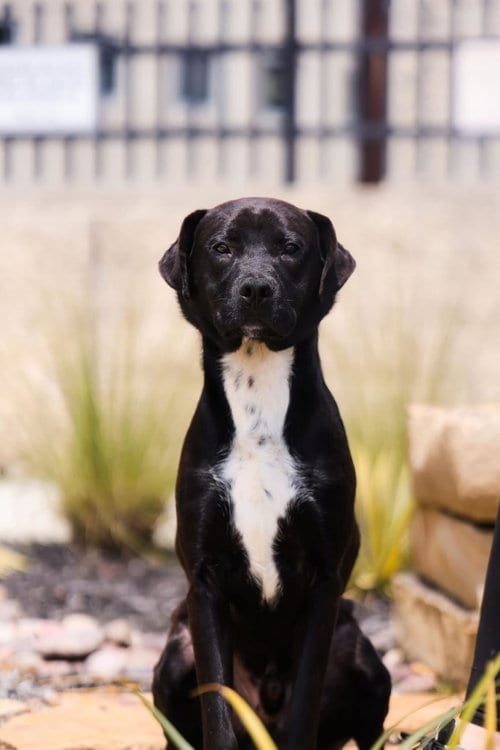 Photo of Mercury- $75, adoptable Labrador Retriever in Rockwall, Texas