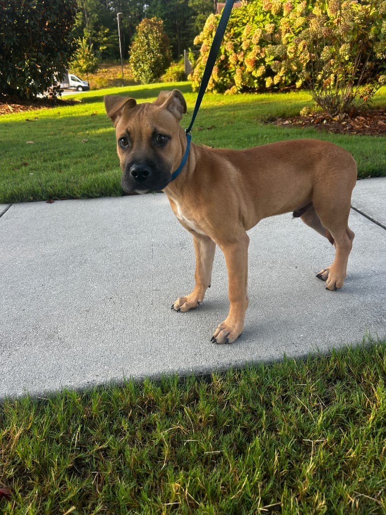Photo of Benji, adoptable Mixed Breed in Douglasville, Georgia