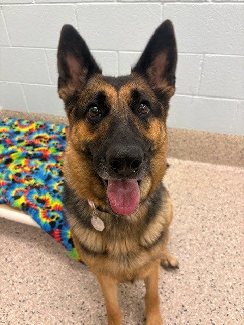 Photo of London, adoptable German Shepherd Dog in Brighton, Colorado