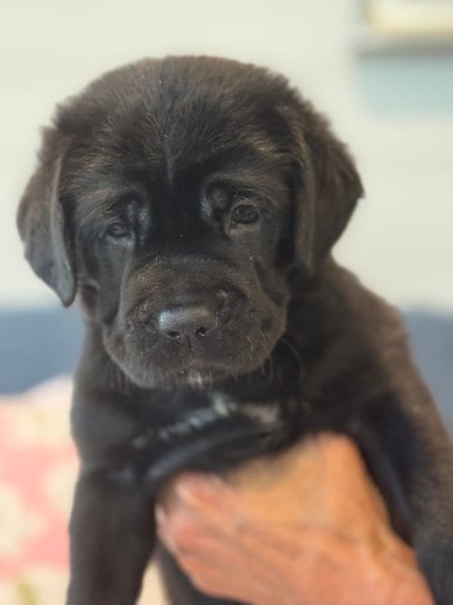 Photo of Charlotte's Puppy Lily, adoptable Labrador Retriever in San Diego, California