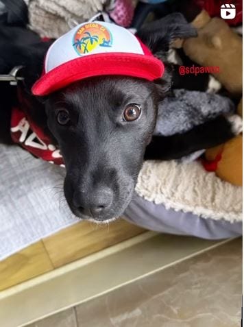 Photo of Storey, adoptable Labrador Retriever in San Diego, California