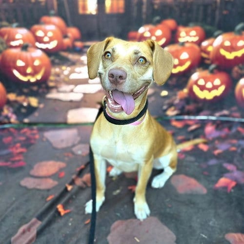 Photo of Abilene, adoptable Beagle in Long Beach, California