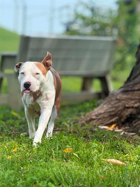 Photo of Hope, adoptable Pit Bull Terrier in St Peters, Missouri