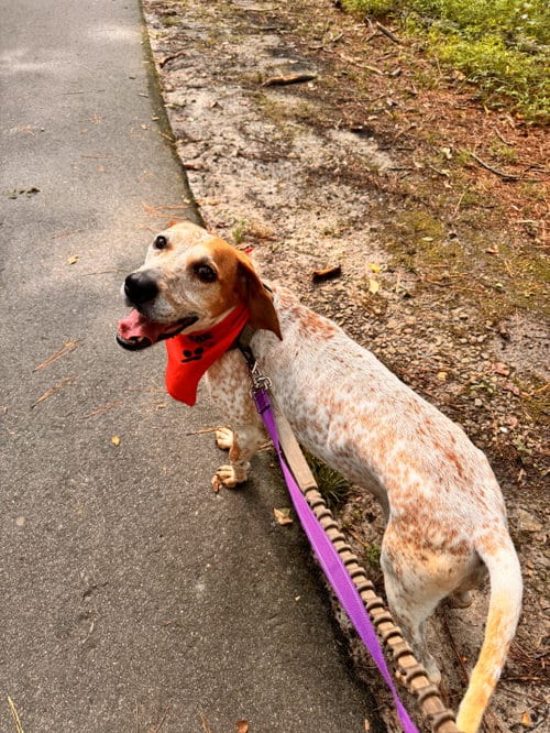 Photo of Cobbler, adoptable English Coonhound in Raleigh, North Carolina