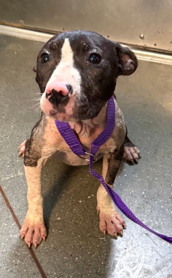 Photo of Oreanna, adoptable Pit Bull cross in Lawrenceville, Georgia