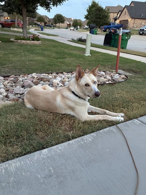 Photo of Montana, adoptable Husky in McKinney, Texas
