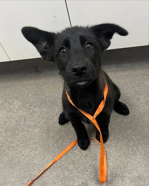 Photo of Kieran, adoptable German Shepherd Dog in HESPERIA, California