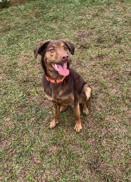 Photo of Otter Pop, adoptable Labrador Retriever in Inverness, Florida