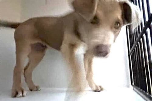 Photo of Kong, adoptable Australian Shepherd in Houston, Texas