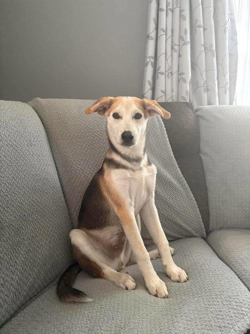 Photo of Proud, adoptable Husky in LEBANON, Connecticut