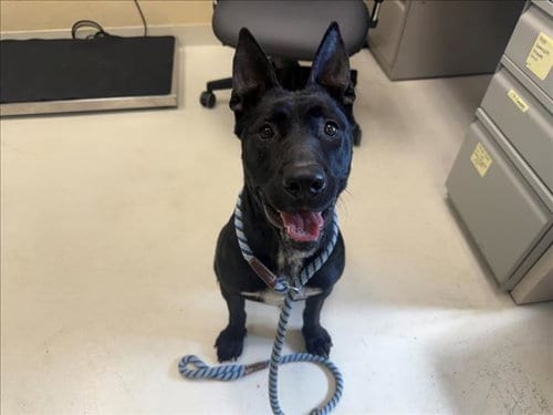 Photo of Allie, adoptable Australian Kelpie in Santa Cruz, California
