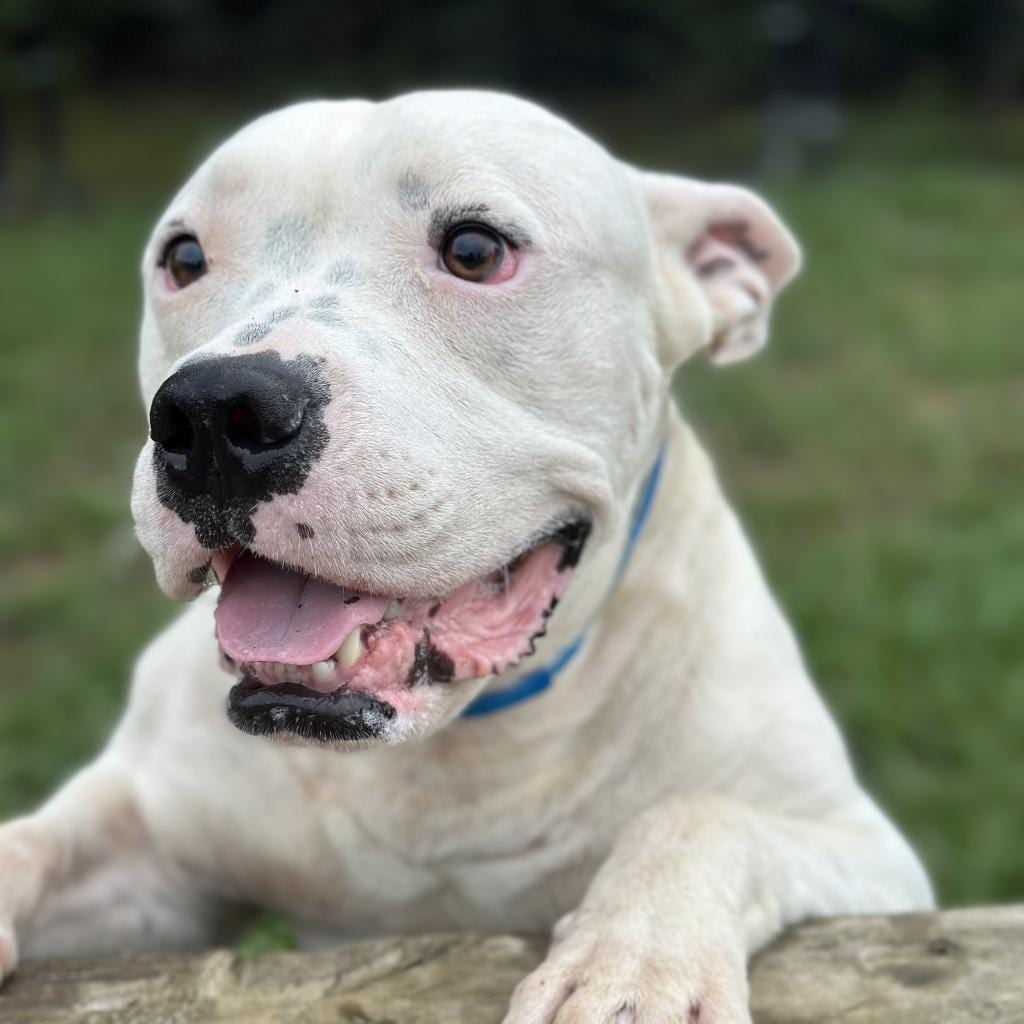 Photo of TinTin, adoptable Mixed Breed (Medium) in Chattanooga, Tennessee