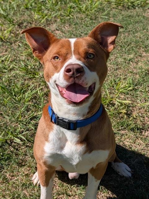 Photo of Petey, adoptable Pit Bull Terrier in Plano, Texas