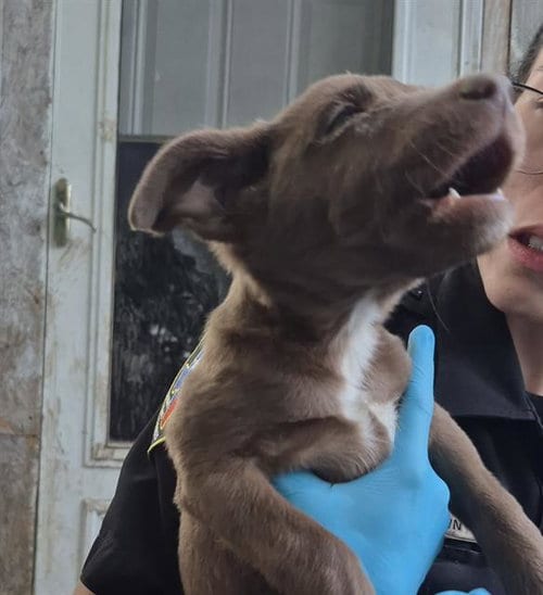Photo of Puppy 7, adoptable American Staffordshire Terrier in San Antonio, Texas