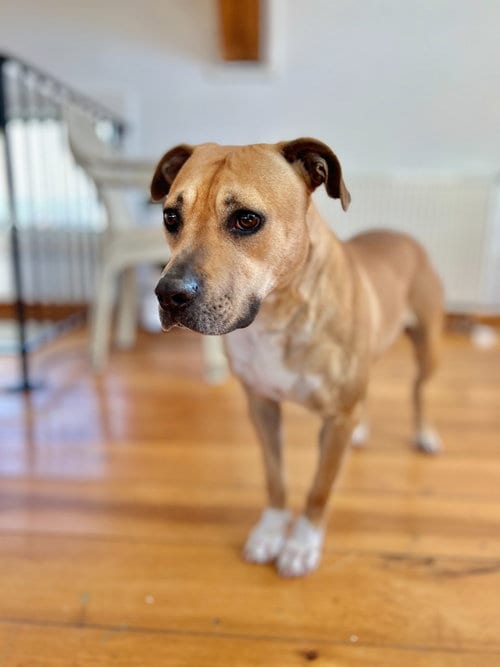 Photo of Kahlua, adoptable Labrador Retriever in Hudson, New York