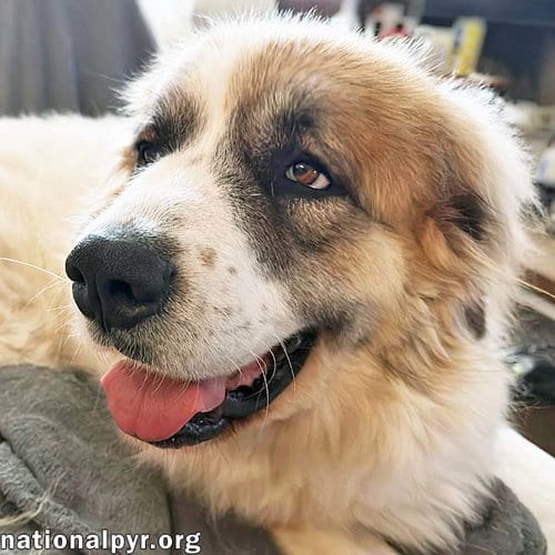 Photo of Lucky in TN - The Cutest Tripod Cuddle-Bug, adoptable Great Pyrenees in Beacon, New York