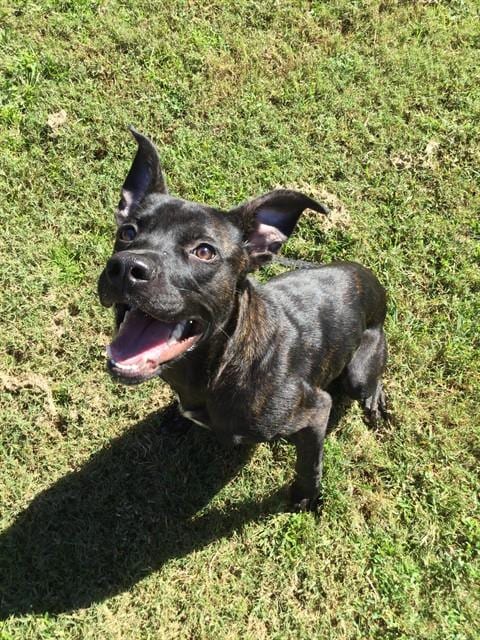 Photo of Milo, adoptable Pit Bull Terrier in Grovetown, Georgia