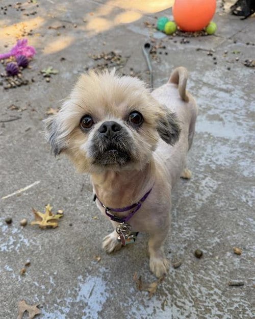 Photo of Lukey, adoptable Shih Tzu in Boston, Massachusetts