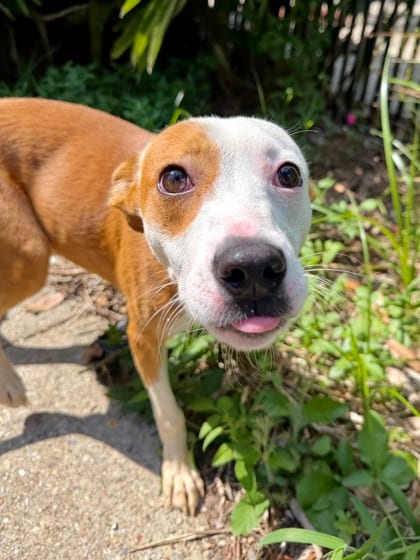 Photo of Paris, adoptable Mixed Breed in New Orleans, Louisiana