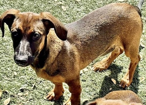 Photo of Sugar, adoptable Dachshund in Salinas, California