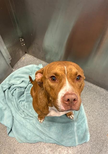 Photo of Minnie, adoptable Mixed Breed