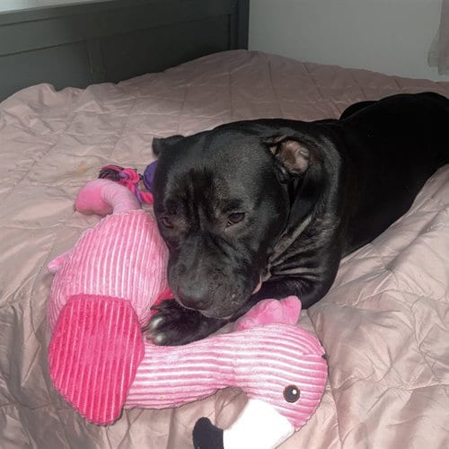 Photo of Tila, adoptable Pit Bull Terrier in Killeen, Texas