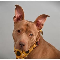 Photo of Jelly Bean, adoptable American Staffordshire Terrier in Loveland, Colorado