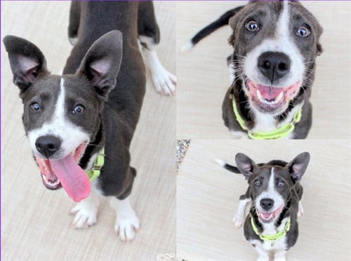 Photo of Marlowe, adoptable Jack Russell Terrier (Parson Russell Terrier) in Fort Wayne, Indiana