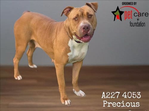 Photo of Precious, adoptable Pit Bull Terrier in Chatsworth, California