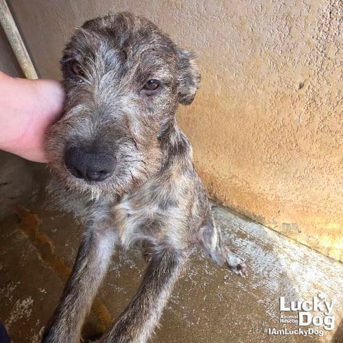 Photo of Kettle, adoptable Airedale Terrier in Washington, District of Columbia