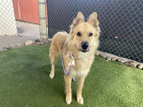 Photo of Monopoly, adoptable German Shepherd Dog in Phoenix, Arizona