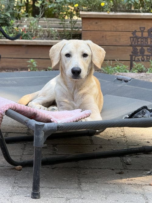 Photo of Honeysuckle, adoptable Labrador Retriever in St. Louis, Missouri