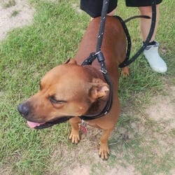 Photo of Stetson, adoptable Mixed Breed (Medium) in Loxahatchee, Florida