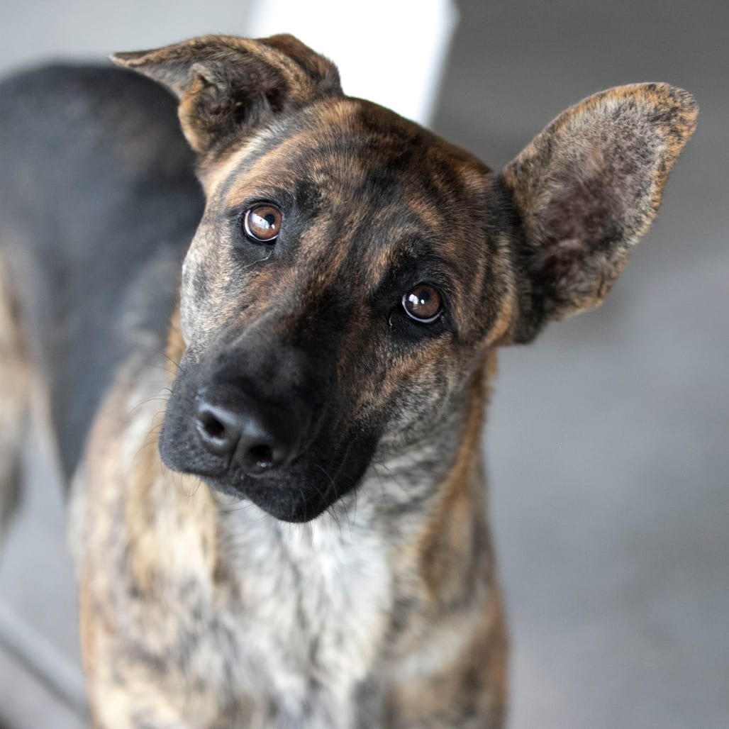 Photo of Mija (S26-107), adoptable Shepherd, German / Mix in Colorado Springs, Colorado