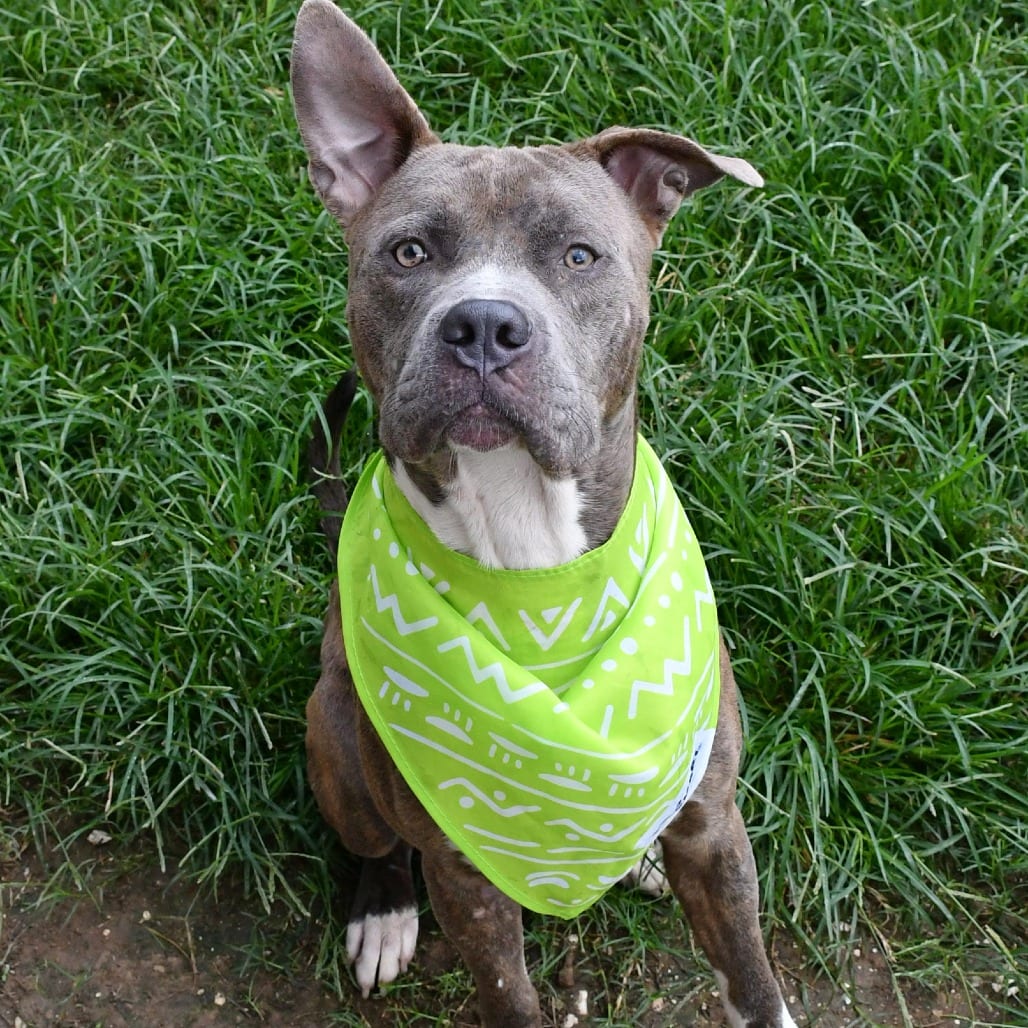 Photo of Harvey, adoptable Terrier, Pit Bull in Beaumont, Texas