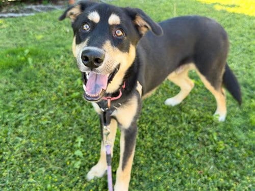 Photo of Milo, adoptable German Shepherd Dog in Santa Rosa, California