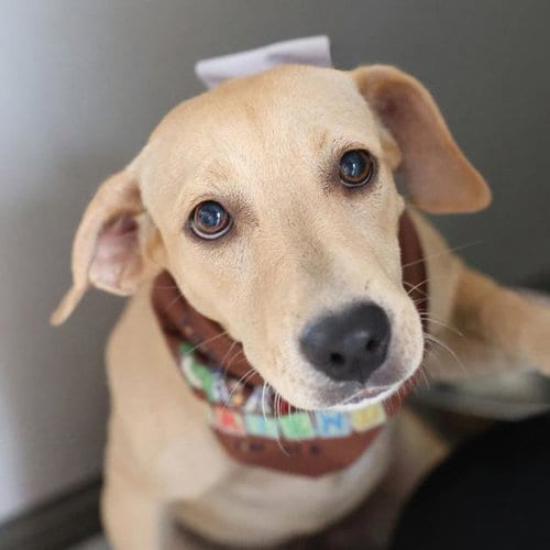 Photo of Pecan, adoptable Terrier in San Antonio, Texas