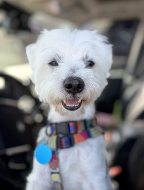Photo of Alexander, adoptable Maltese in Bellevue, Washington