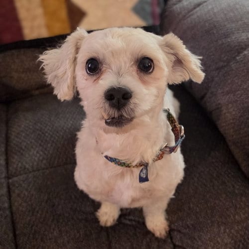 Photo of Howard, adoptable Maltese in Fargo, North Dakota
